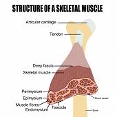 stock photo of normal  - Structure of a skeletal muscle - JPG 