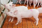 foto of group  - group of young piglet drinking water at pig breeding farm - JPG 