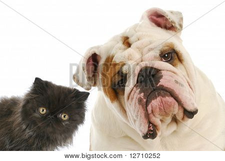 Picture or Photo of Dog and cat - persian kitten and english bulldog looking at viewer