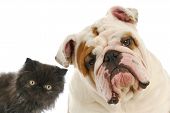 picture of dog  - dog and cat  - JPG 