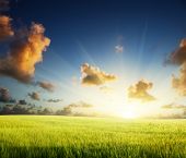 foto of sunset  - field of barley and sunset - JPG 