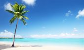 stock photo of beach  - palm and beach - JPG 