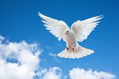 image of religion  - Dove in the air with wings wide open in - JPG 