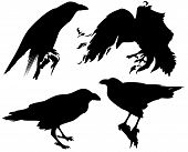 image of outline  - raven birds detailed vector silhouettes  - JPG 