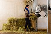 stock photo of horse  - Woman give a hay for a horse - JPG 