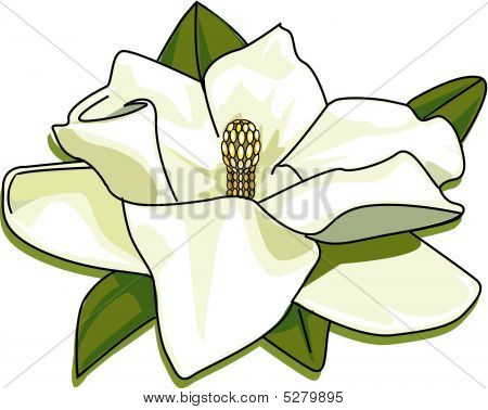 dogwood vector