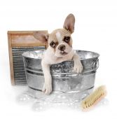 picture of dog  - Puppy Getting a Bath in a Washtub In Studio - JPG 