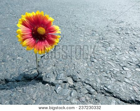 Poster: Crack On The Asphalt Road
