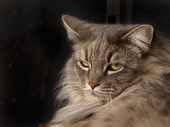 A portrait photo of a male Gray Angora House Cat.