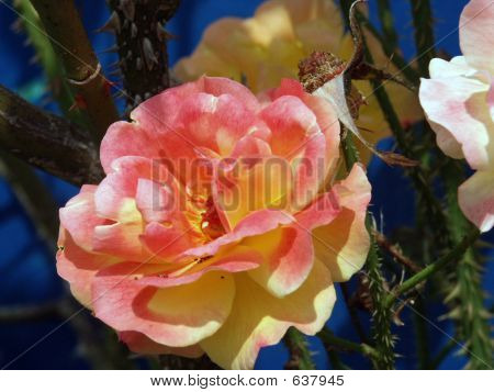 Bridgette Wilson Free - Bridgette Wilson's blog