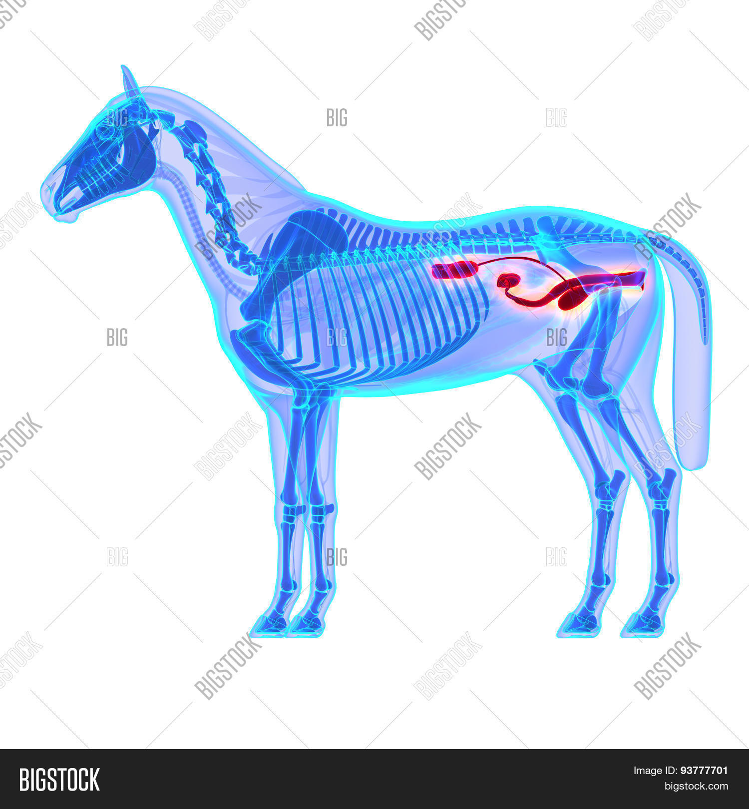 Horse Urinary System Horse Equus Image & Photo Bigstock