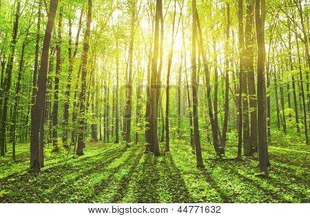 Picture or Photo of Beautiful nature at morning in the misty spring forest with sun rays