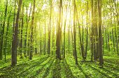 stock photo of nature  - Beautiful nature at morning in the misty spring forest with sun rays - JPG 
