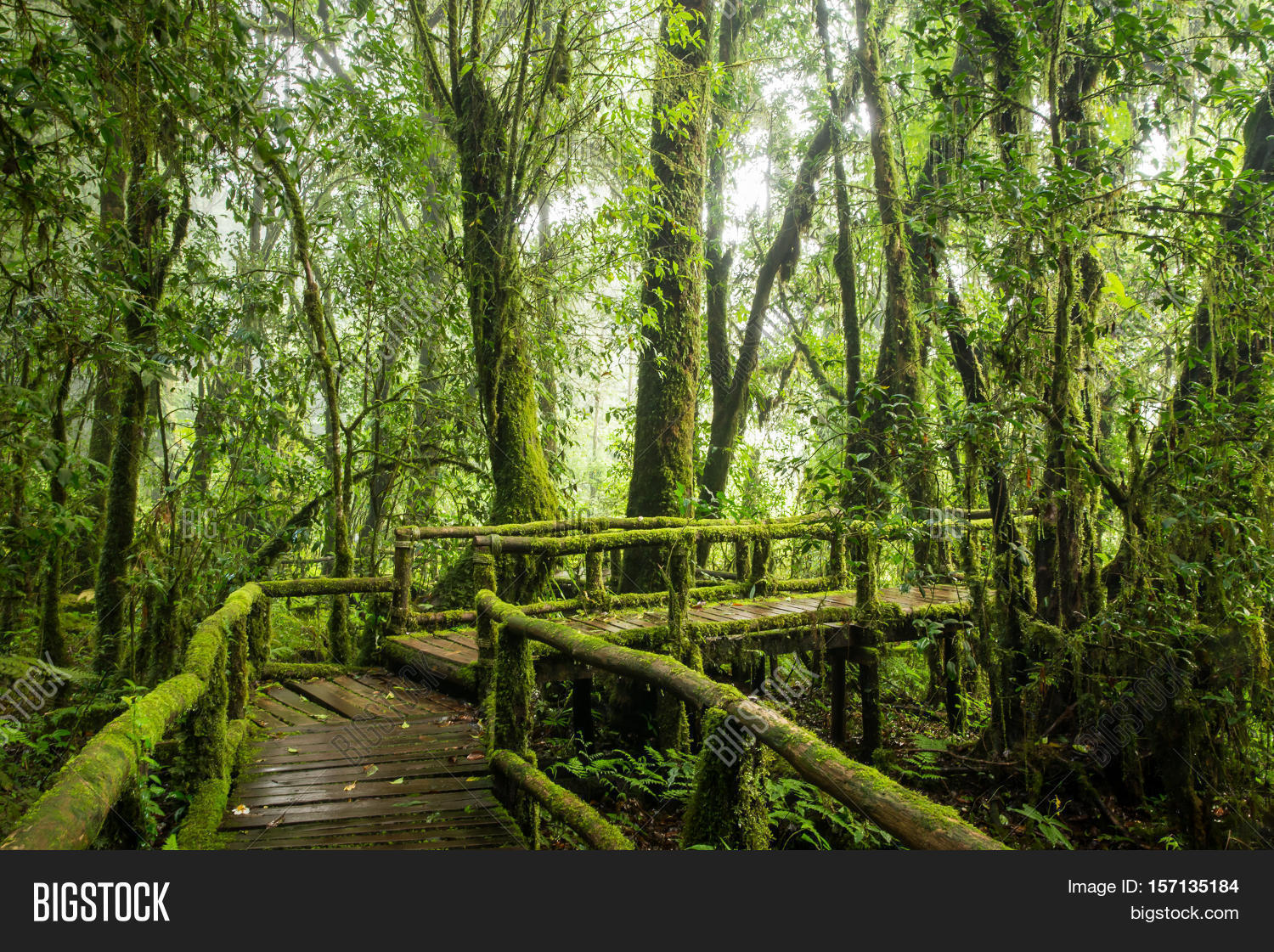 rainforest background