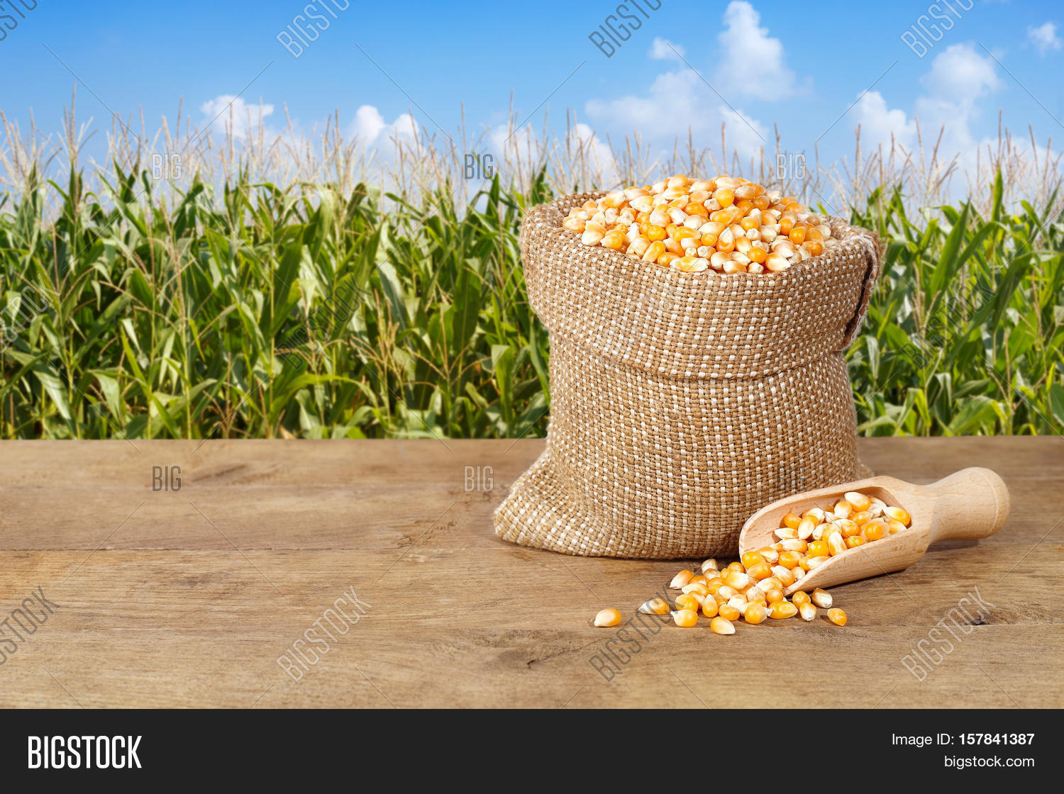 Corn Seeds Sack. Dry Uncooked Corn Image & Photo Bigstock