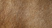 picture of horse  - Closeup photo of a brown horse fur - JPG 
