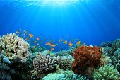pic of animals  - Coral Reef and Tropical Fish in Sunlight - JPG 