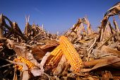 picture of yield  - Corn field in autumn on a bright sunny day - JPG 