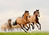 foto of horse  - horses in a sunset in a herd - JPG 