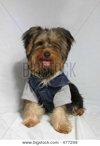 yorkie dressed up dressed up yorkie stock photo stock images bigstock yorkie dressed up dressed up yorkie stock photo stock images bigstock