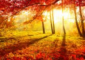 image of nature  - Autumn - JPG 