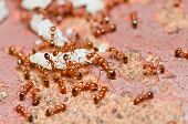 stock photo of teamwork  - fire ant teamwork in nature or in the garden - JPG 
