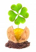 pic of investment  - Golden coins and a four leaf clover in the nutshell - JPG 
