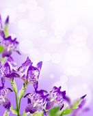 stock photo of iris  - Flowers lilac iris bouquet on white background - JPG 