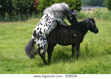 horses mating pics. mating horses two.