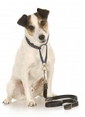 pic of dog  - dog on a leash  - JPG 