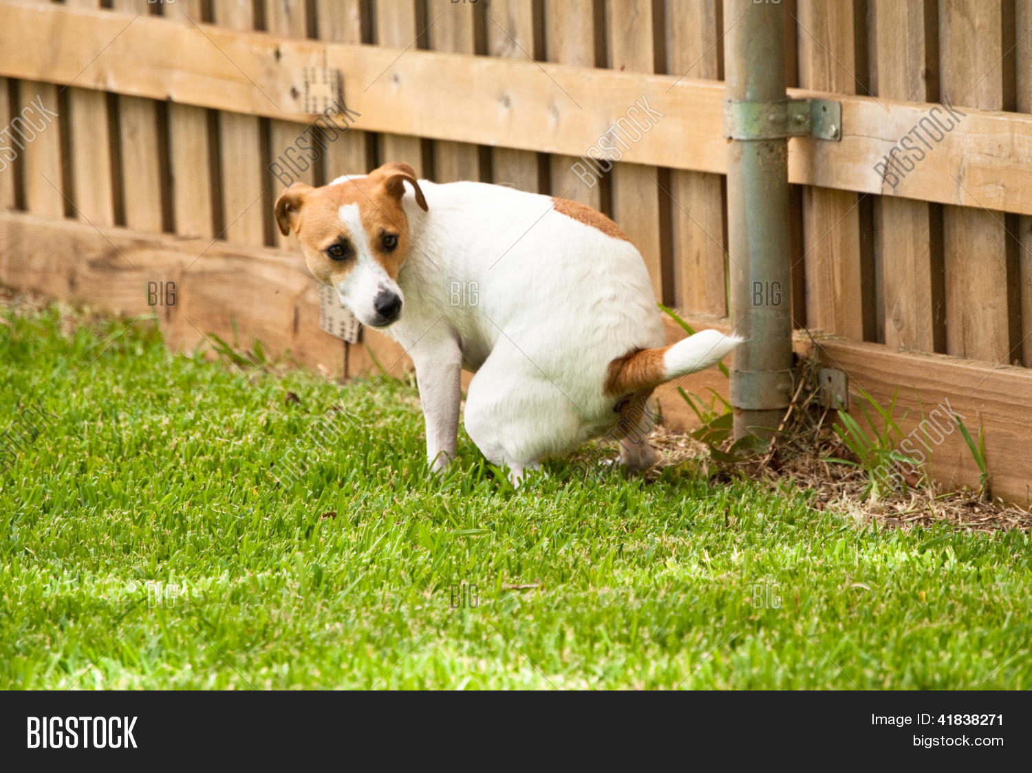 Jack Russell Terrier Pooping On Image & Photo Bigstock