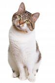 image of interest  - portrait of domestic cat with green eyes looking with interest on isolated white background - JPG 
