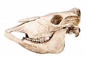 picture of equus caballus  - Profile of skull of domestic horse on a white background  - JPG 