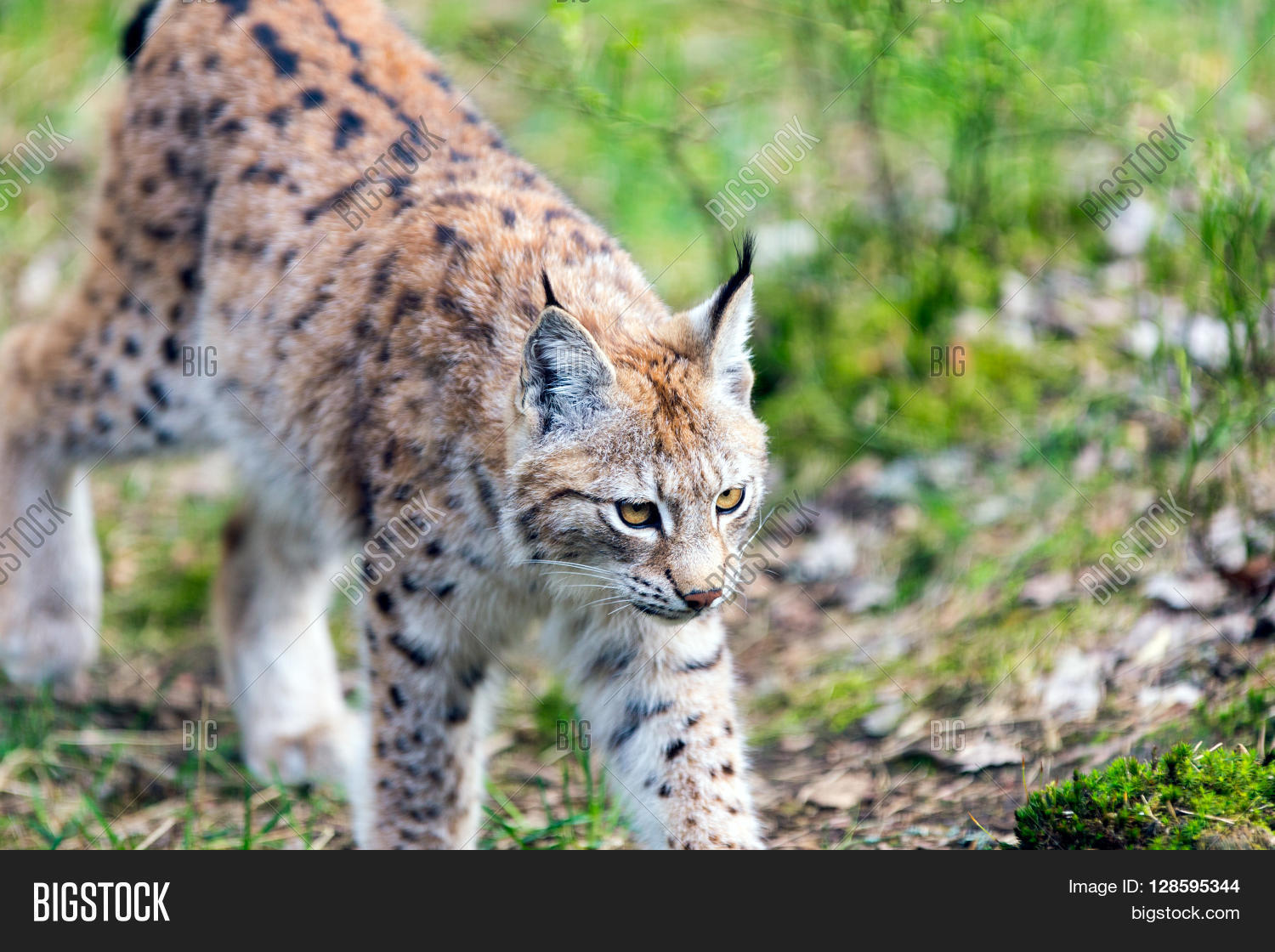Young European Lynx, Largest Wild Image & Photo Bigstock