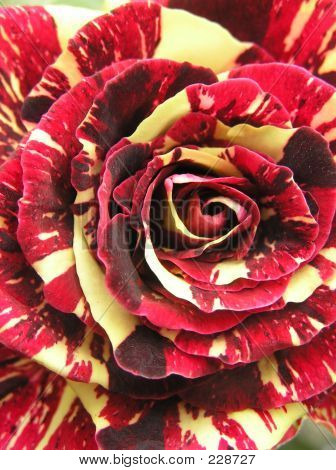 Hocus Pocus Heart. macro shot of the heart of a perfect hocus pocus rose in full bloom. download preview