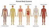 foto of science  - Illustration of the human body systems - JPG 