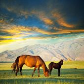 stock photo of horse  - Horses - JPG 
