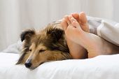pic of dog  - Dog sleeping on the bed by owners feet - JPG 