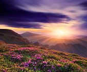picture of sunset  - Spring landscape with a beautiful sunset in the mountains and rhododendron flowers - JPG 