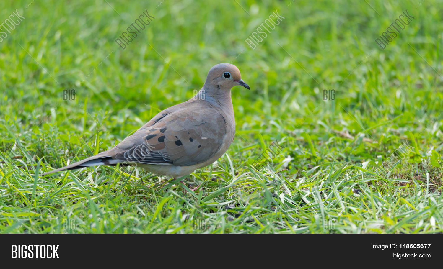 bird seed for mourning doves bird seed for mourning doves