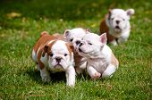 stock photo of outdoor  - english bulldog puppies playing outdoors in summer - JPG 