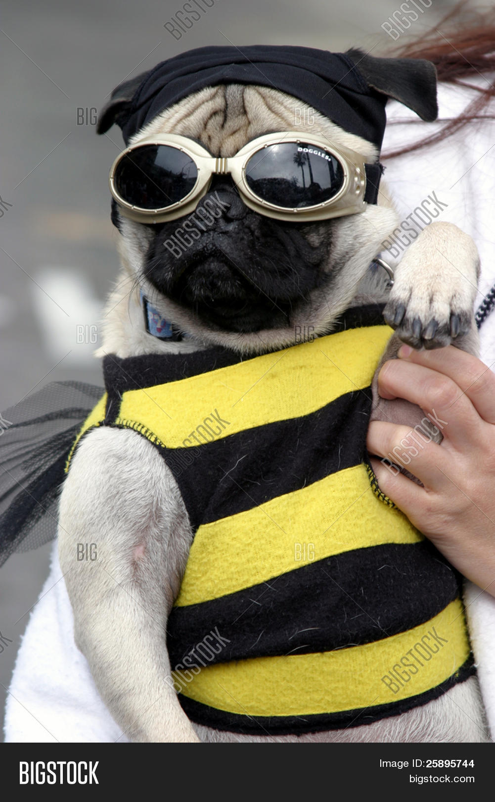 pug con traje un perro peque 241 o un pug lleva un traje de la abeja con gafas durante un desfile pug con traje un perro peque 241 o un pug lleva un traje de la abeja con gafas durante un desfile