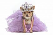 pic of dog  - Royal dog with crown isolated - JPG 