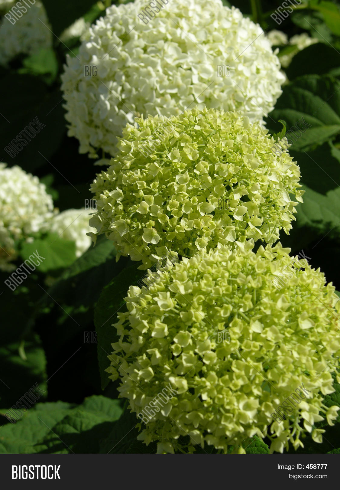 Green Hydrangea Image & Photo Bigstock