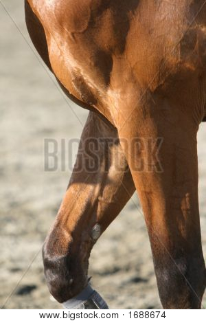 Horse - Front Legs Image & Photo | Bigstock