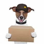 picture of transportation  - dog delivery post box with hat and cardboard - JPG 