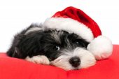 picture of dog  - Cute Bichon Havanese puppy dog in Christmas  - JPG 