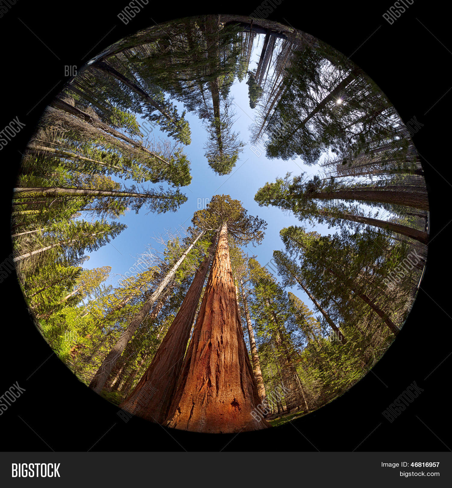 Unlocking The Power Of Fisheye Pfps: A Complete Guide - vj0o2ip