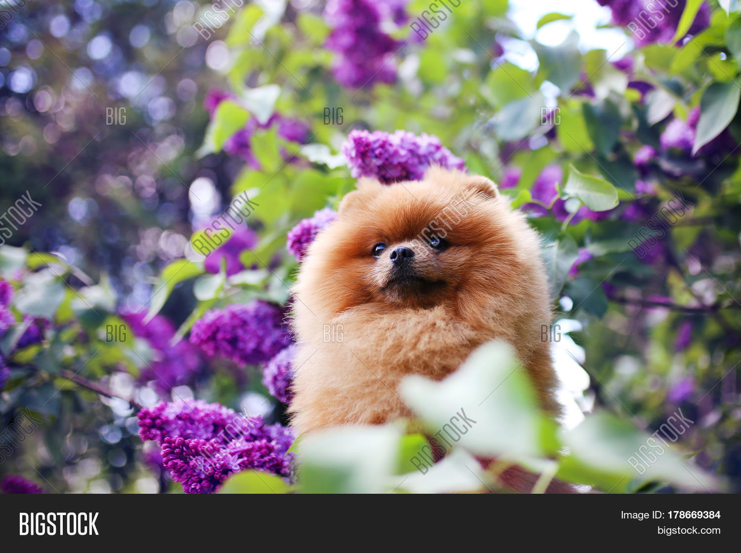 Pomeranian Dog Lilac Bushes. Lilac Image & Photo Bigstock