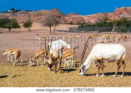 Poster: Antelope Group In A Safari